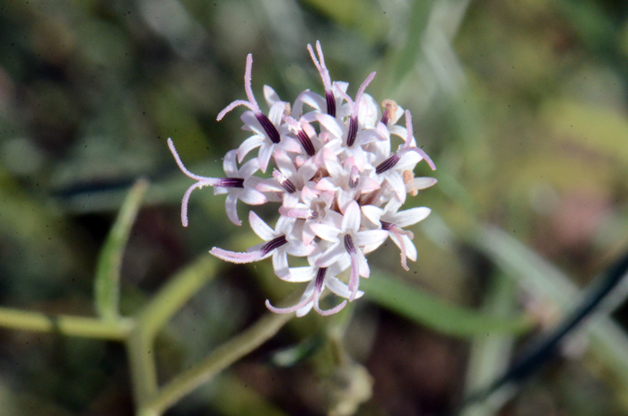 Desert Palafox has showy white tubular flowers bloom from late winter through the next spring. Palafoxia arida